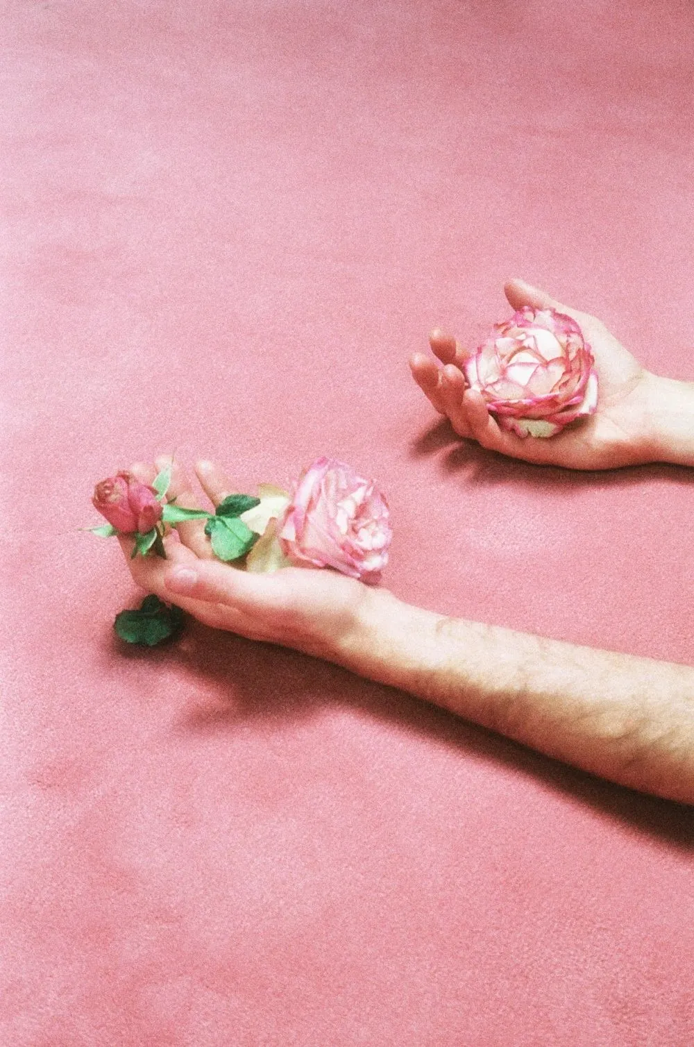 Hands holding pink roses against a pink background